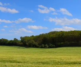 agriculture